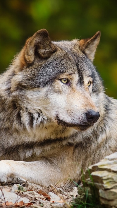 Animal Wolf, 720x1280