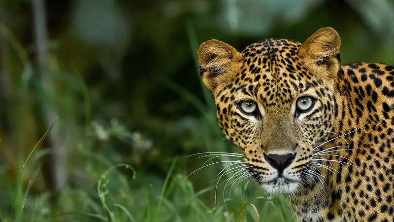leopard, big cat, predator, glance, spotted, 4k