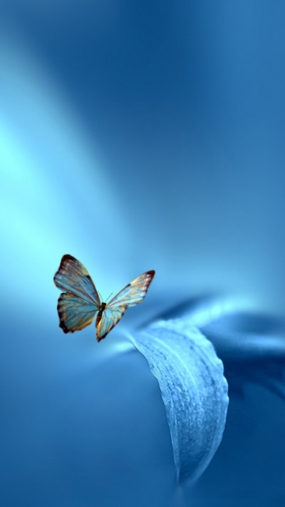 Animal Butterfly, Macro, Leaf, Blue, 720x1280