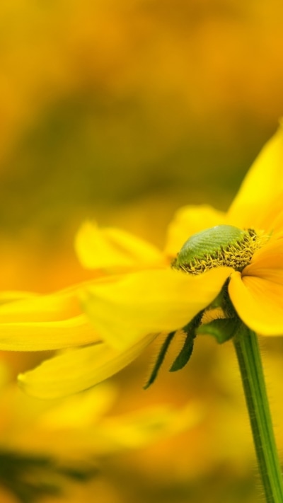 Earth Flower, 720x1280