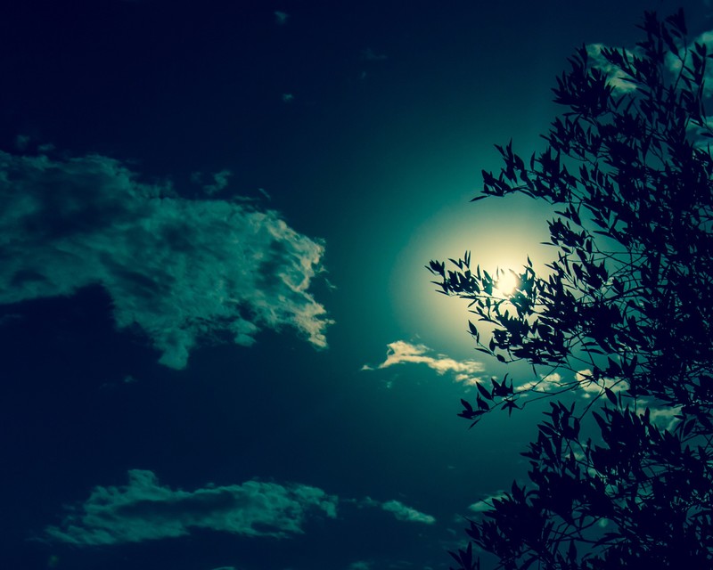 tree, silhouette, nature, hd, sky, sun