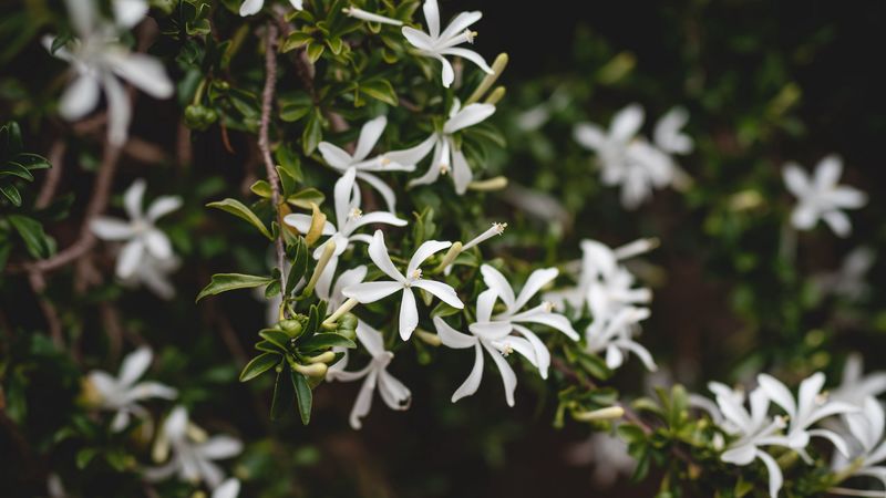 jasmine, flower, flowers, flowering, bush, plant, 4k