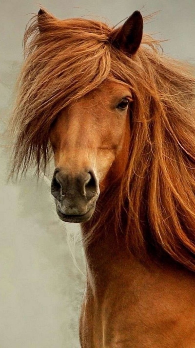 Animal Horse, 720x1280