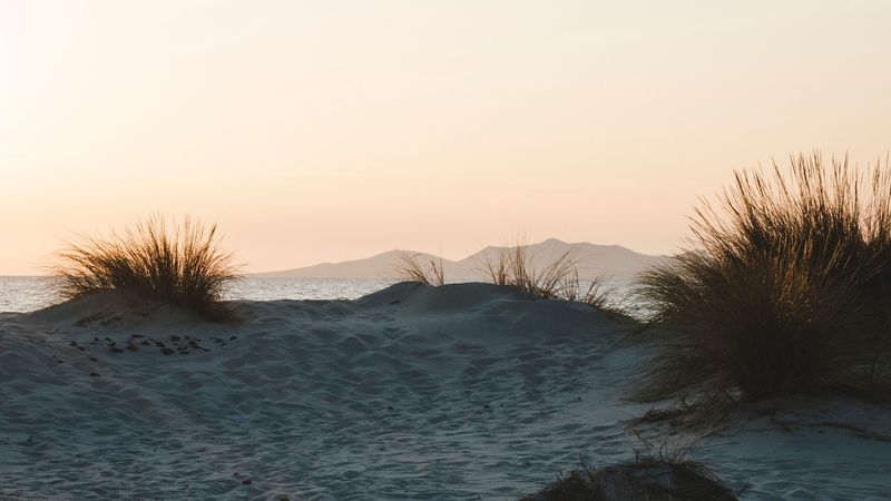 bush, sand, horizon, sunset, 4k