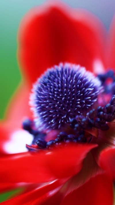 Earth Flower, 720x1280