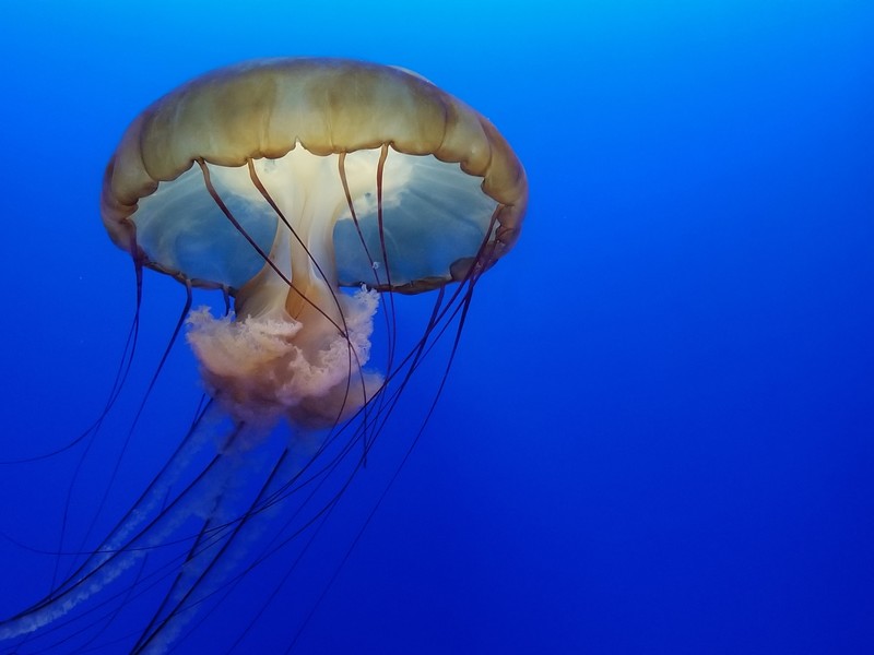 jellyfish, underwater, hd, 4k