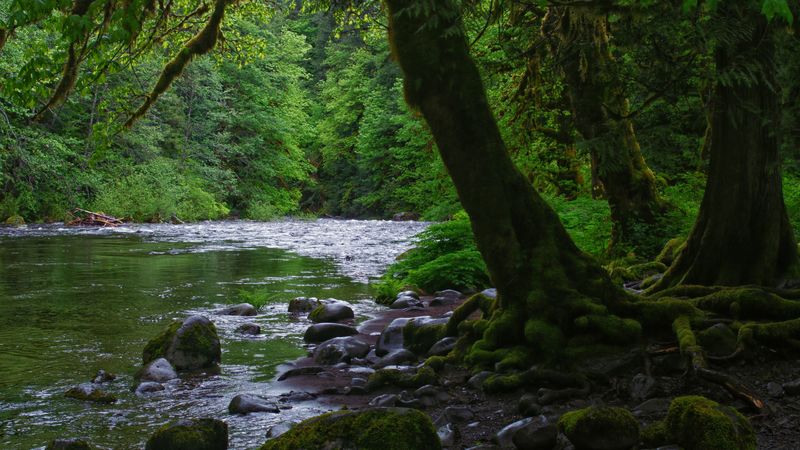 river, stones, trees, moss, forest, 4k
