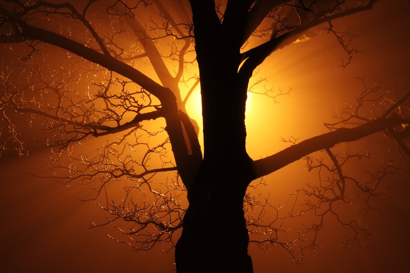 tree, nature, hd, sunbeam, 4k, 5k