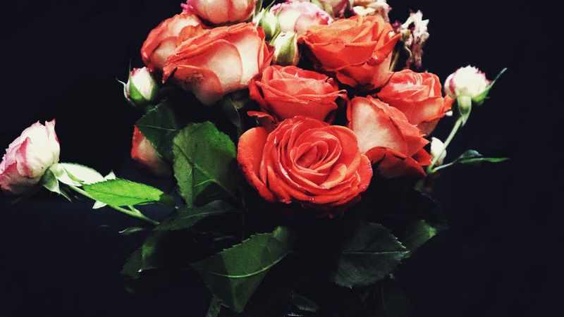 flowers, roses, bouquet, red roses, 4k