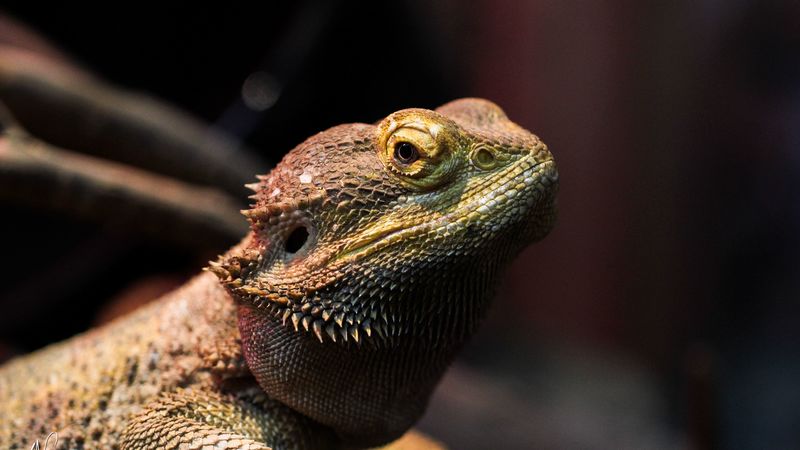 iguana, chameleon, lizard, 4k