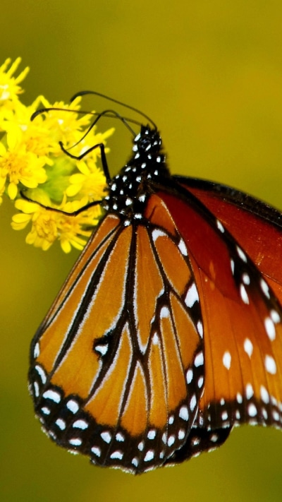 Animal Butterfly, 720x1280