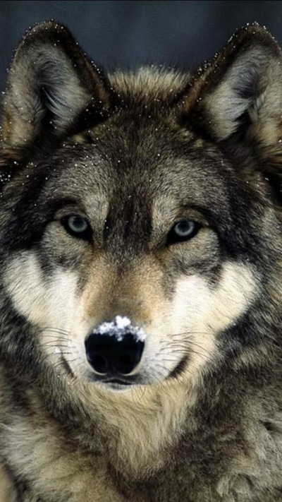 Animal Wolf, 720x1280