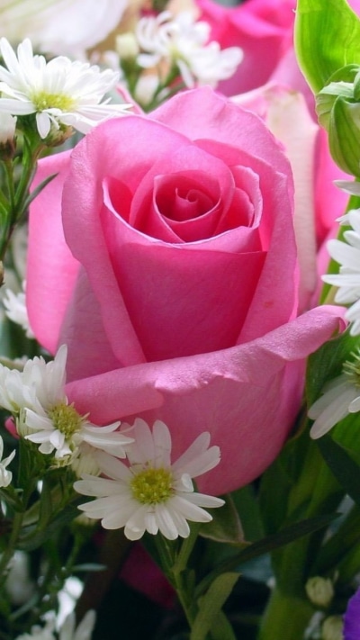 Earth Flower, Pink Rose, Rose, 720x1280
