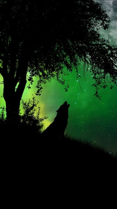 Animal Wolf, 720x1280