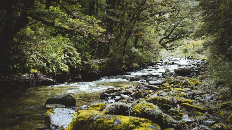 river, forest, water, stones, trees, 4k