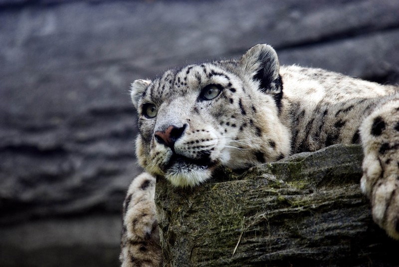 snow leopard, animals, predator, hd