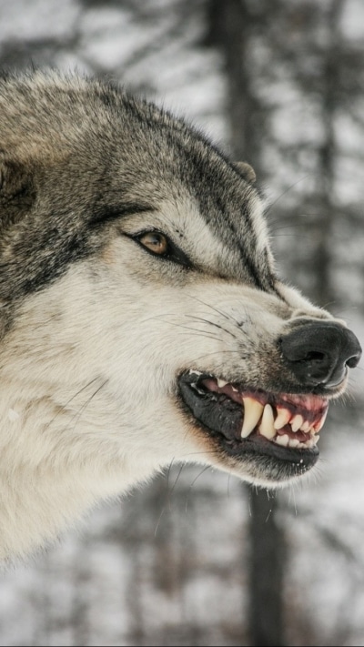 Animal Wolf, 720x1280