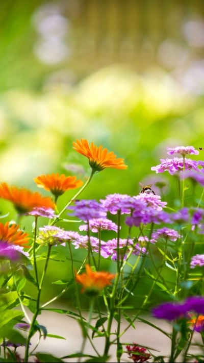Earth Flower, Colorful, Nature, 720x1280