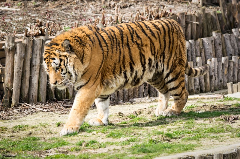 tiger, zoo, animals, hd, 4k, 5k