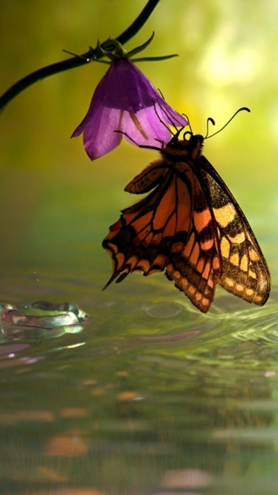 Animal Butterfly, 720x1280