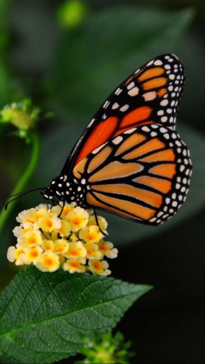 Animal Butterfly, 720x1280