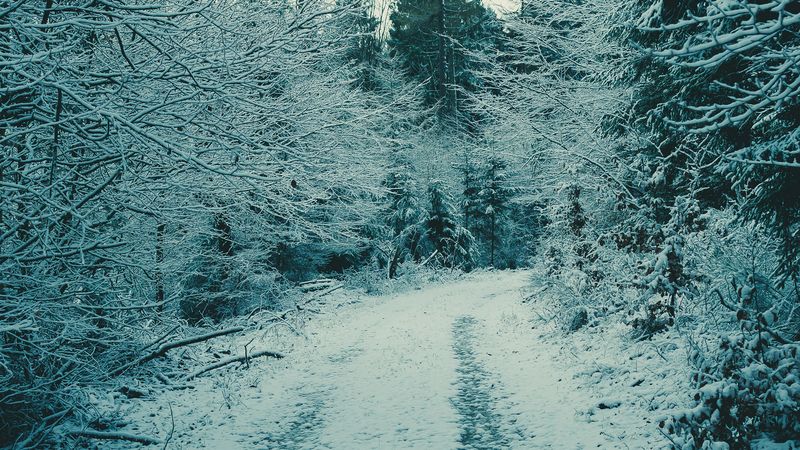 forest, winter forest, snow, branches, 4k
