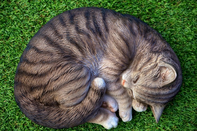 cat, sleeping, animals, cute, hd, 4k, 5k