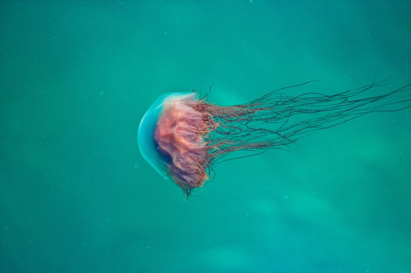 jellyfish, underwater, animals, hd, 4k, 5k