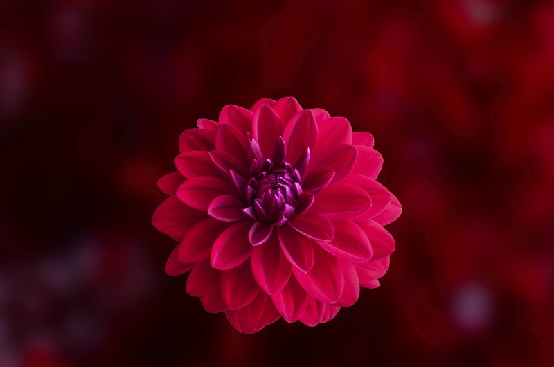 dahlia, flowers, red, hd, 4k, 5k