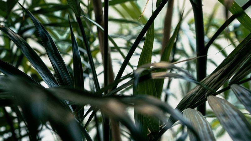 plant, leaves, green, stem, 4k