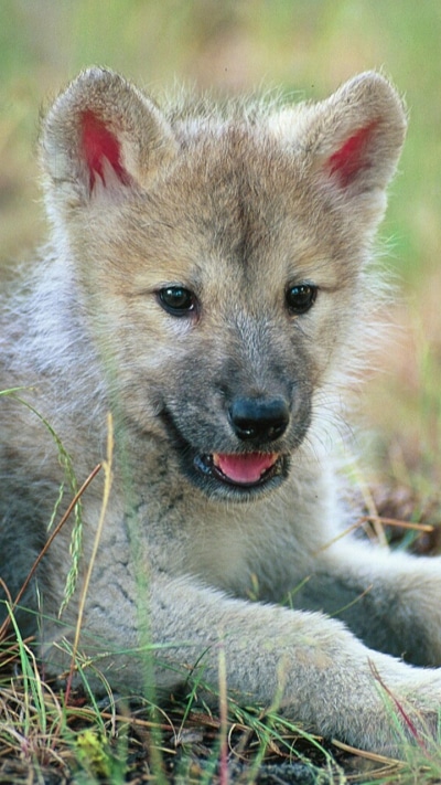 Animal Wolf, 720x1280