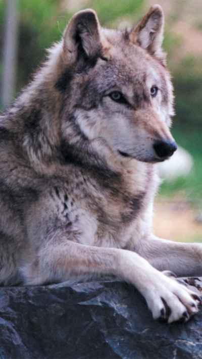 Animal Wolf, 720x1280