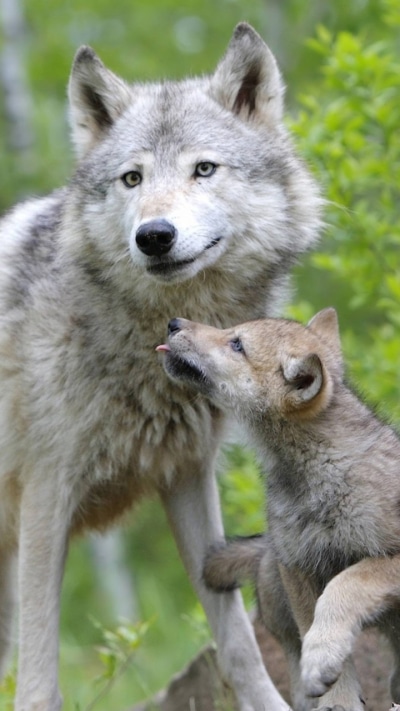 Animal Wolf, 720x1280