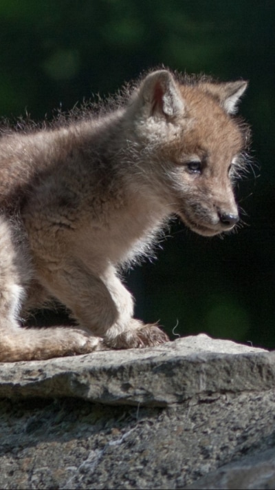 Animal Wolf, 720x1280