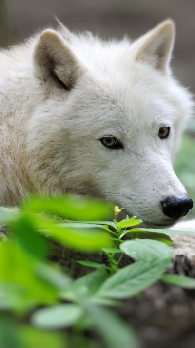 Animal Wolf, 720x1280