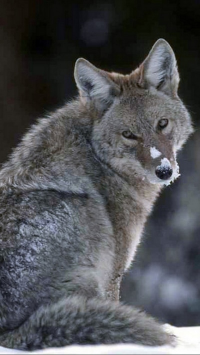 Animal Wolf, 720x1280
