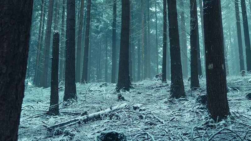 forest, trees, snow, winter forest, branches, 4k