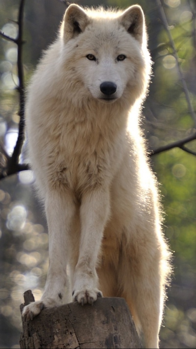 Animal Wolf, 720x1280