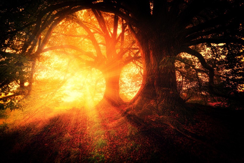 sunbeam, nature, hd, trees, forest, 4k