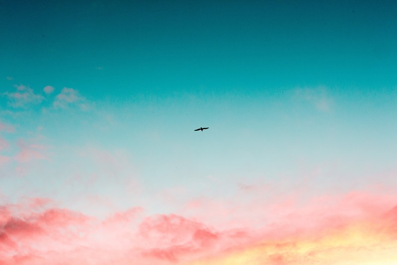 bird, sky, clouds, flying, hd, 4k, nature
