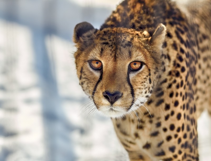 cheetah, animals, hd, predator