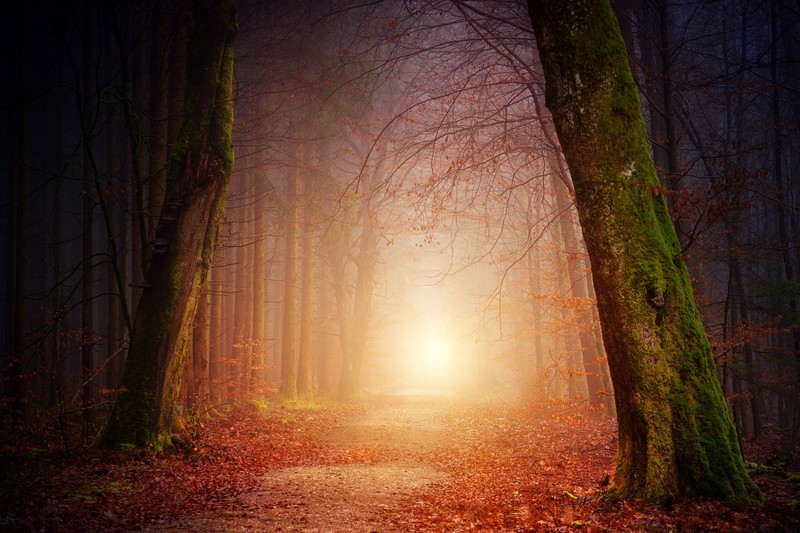 forest, sunbeam, nature, hd, 4k, 5k, trees, autumn