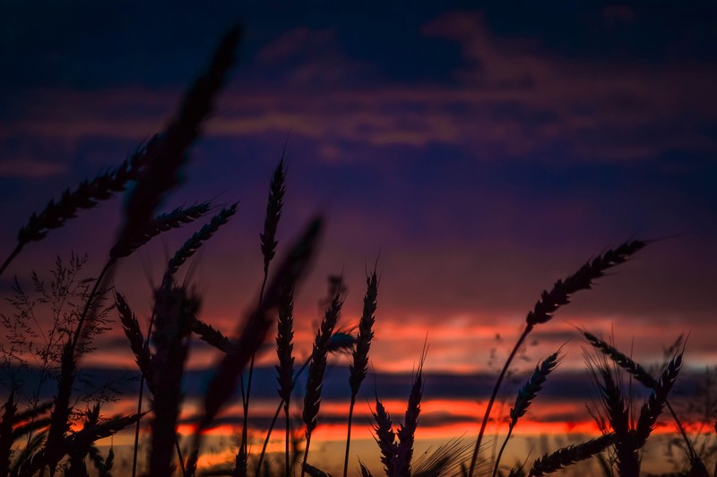 wheat, dawn, landscape, photography, hd, 4k, 5k, dusk, nature