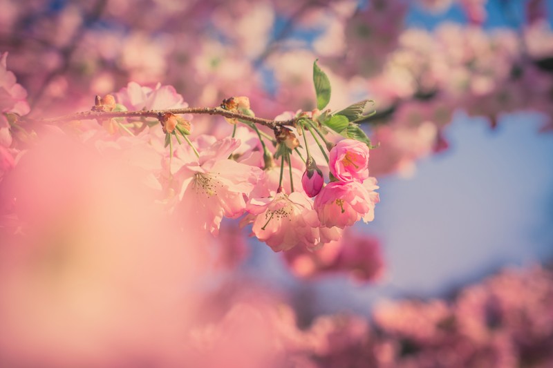 pink, flowers, nature, hd, 4k, 5k