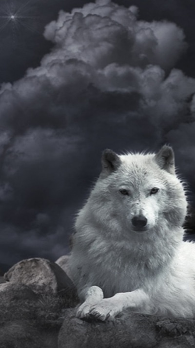 Animal Wolf, 720x1280