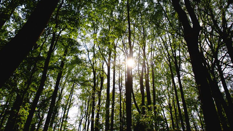 trees, forest, rays, sun, 4k