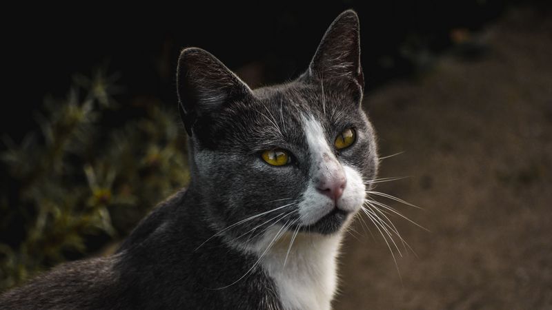 cat, glance, pet, gray, 4k
