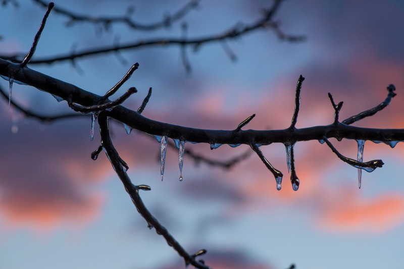 ice, tree, branch, hd, 4k, 5k, 8k, frozen