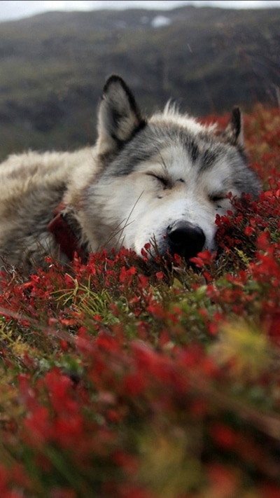 Animal Wolf, Alaska, 720x1280