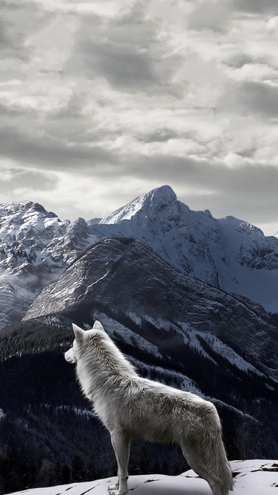Animal Wolf, Mountain, 720x1280